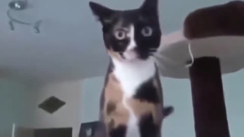 Funny Cats 😺 Funniest Cat Videos 2022 🤣