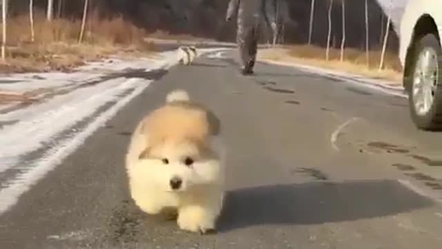 Small fat dog