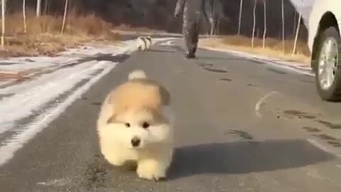 Small fat dog