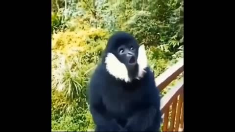 FUNNY ANIMAL VIDEOS COMPILATION FUNNIEST VEDIOS FOR PETS