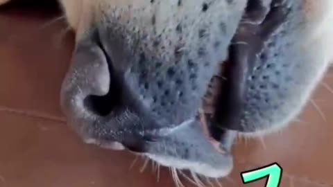 Silly doggy has the goofiest face ever while sleeping