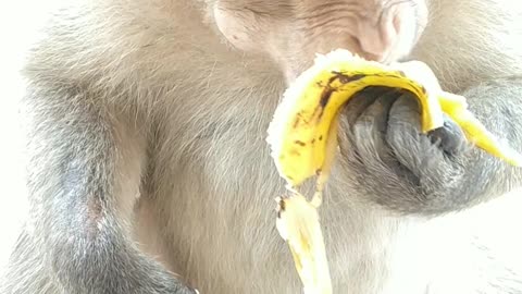 Monkey Eat Banana Funny Monkey #monkey #banana #eat #funny