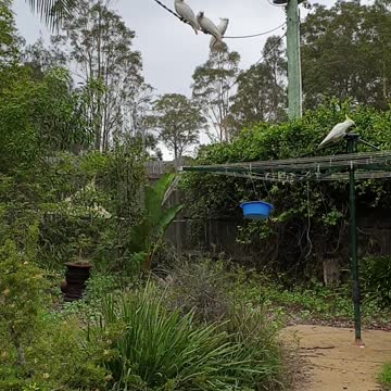 Cockatoo fly over