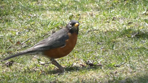 American Robin Feeding on Earthworms