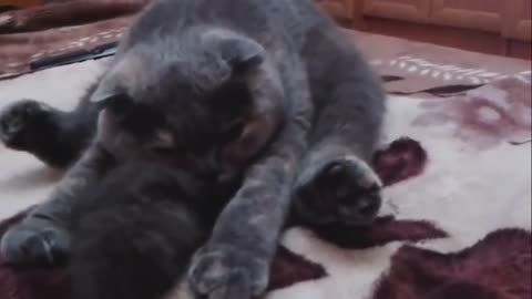 Funny Cutest Cats Sleeping in Weird Positions
