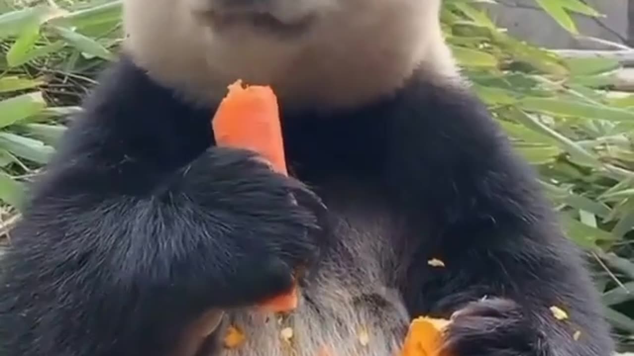 A Panda and his carrots -Follow me- @animalsbeingsilly for the funniest