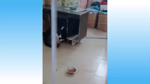 funny cat and dog