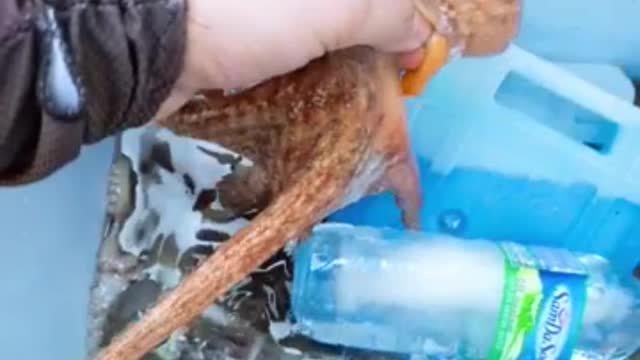 Octopus I caught
