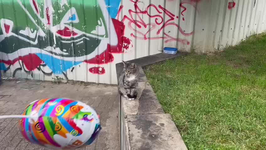 Cat keeps me under control