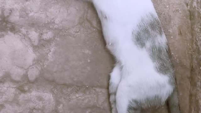 Cute Kitten Playing With Her Mother's Tail #shorts