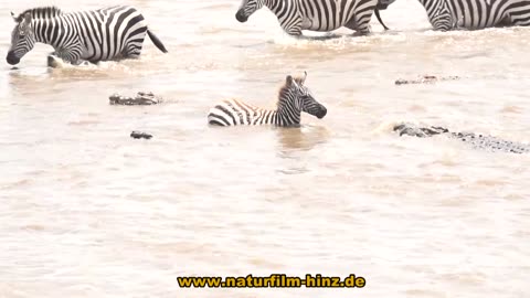 Krokodile attackieren Zebras