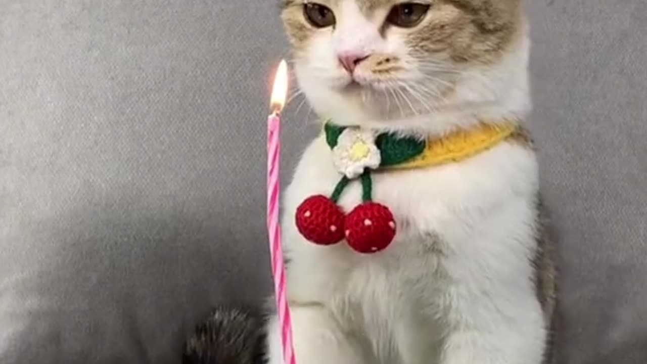 Cat birthday