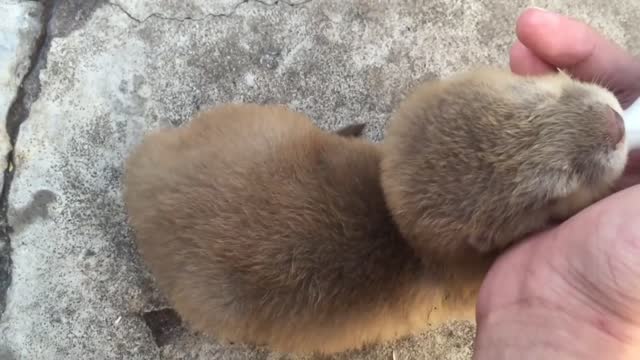 How to feed baby otter 🦦