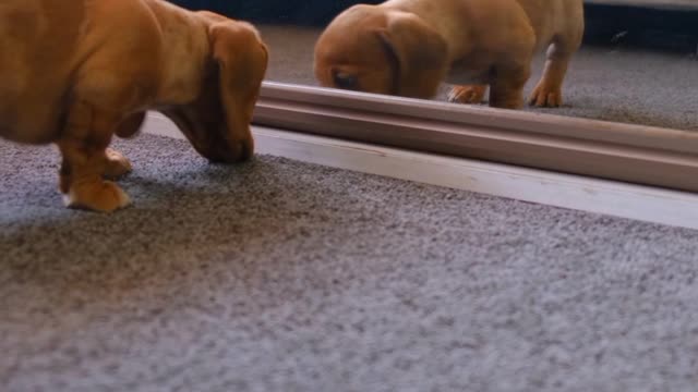 A funny dog🐕sees himself in the mirror for the first time😂😅