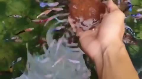 This is a beautiful and charming water-dwelling species