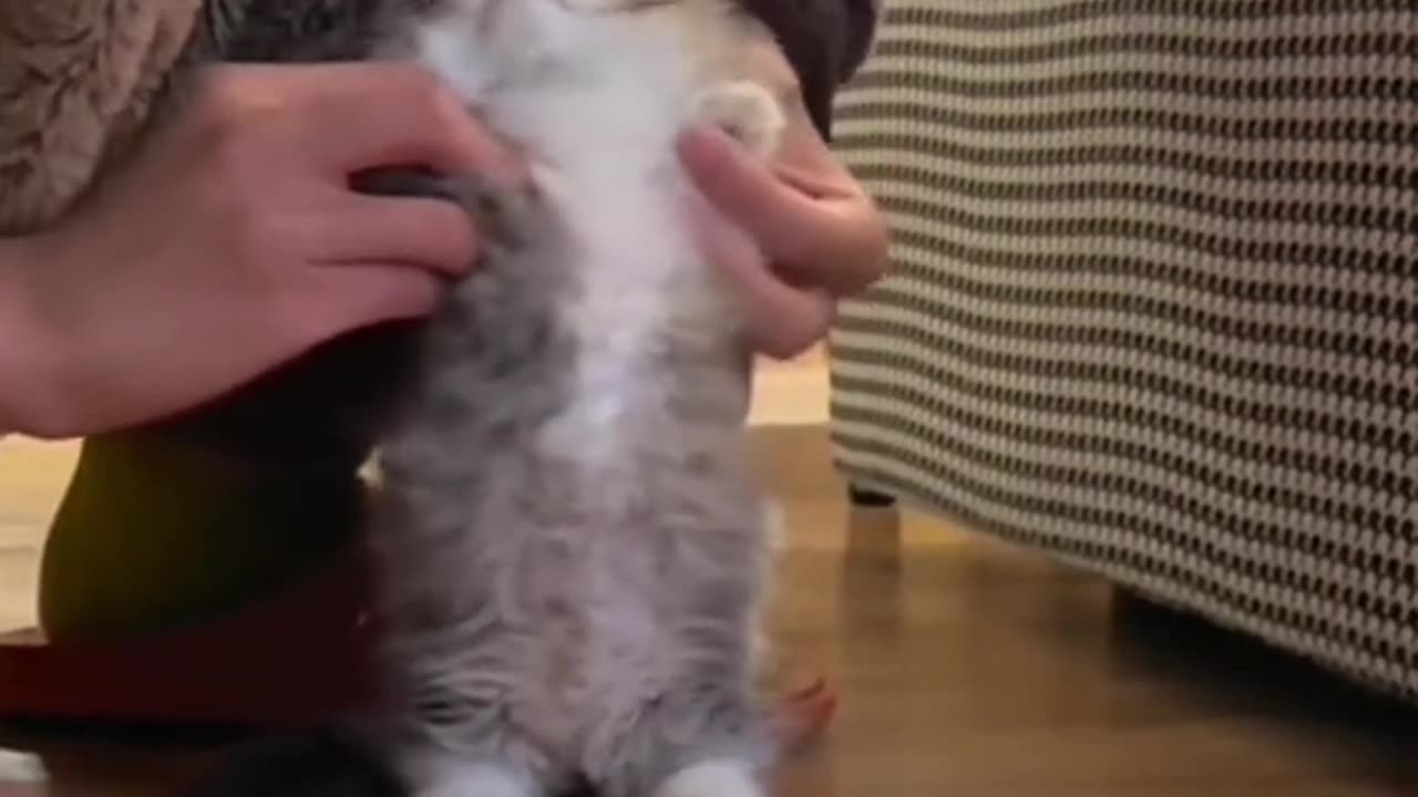 CUTE AND LOVELY CATS VIDEOS😻😻😻