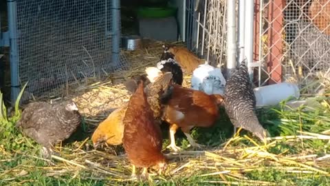 My Chickens Free - Ranging