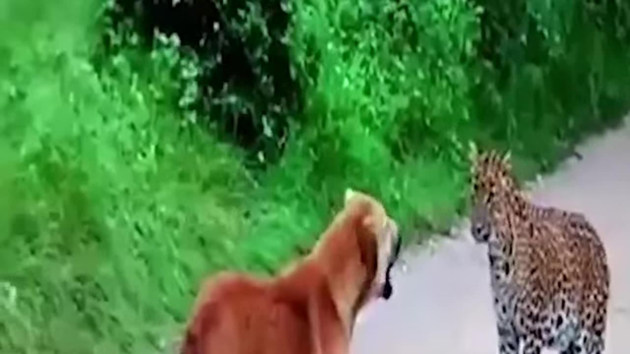 Fierce battle of dogs and lone leopard