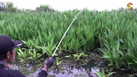 Fishing rods in dark swamps actually have a lot of predatory fish