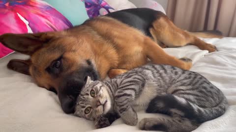 German shepherd do whene cat ignore him