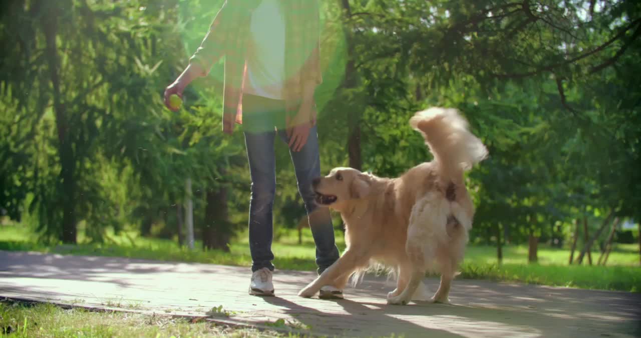 Training dogs