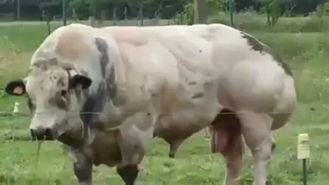 That awful !!! From here comes the meat we eat ??? .. what do you see normal ???.