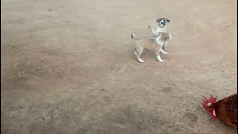 Cute doggies warm up at early morning