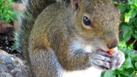 A beautifiul squirrel eats fruit on a branch