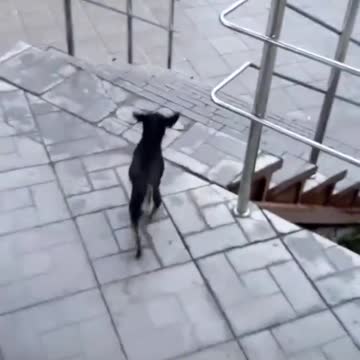 Wait Wait . What? 😂😂🐶