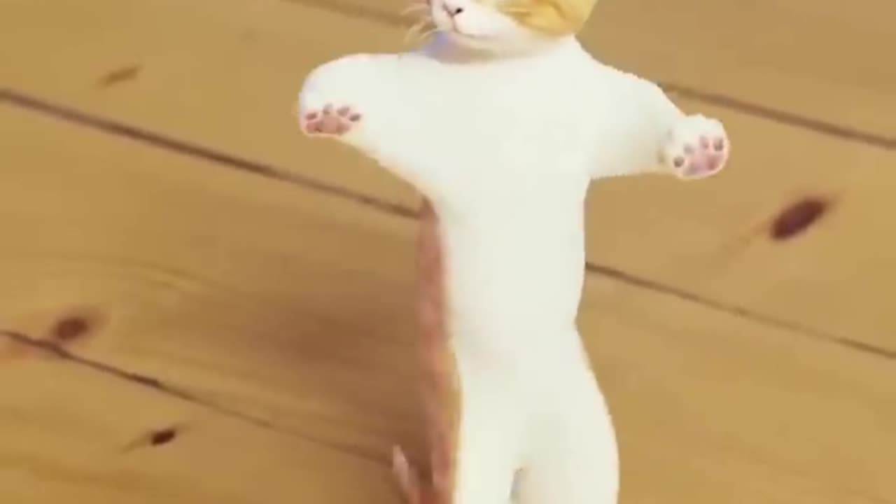 So cute cats dance video 😻😻