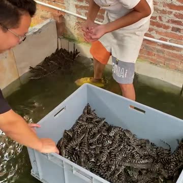 Cute baby crocodiles