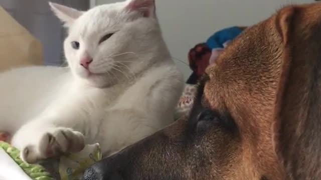 Brown dog gets close to white cat and white cat rests chin on dogs nose