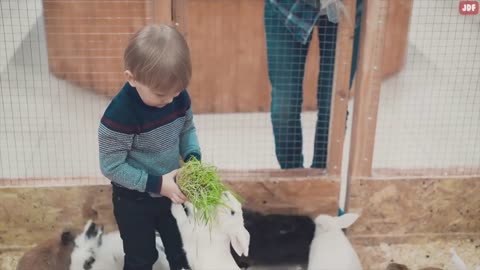Rabbit Body Language Explained