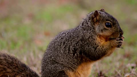 Squirrel food eating - NisharShifa