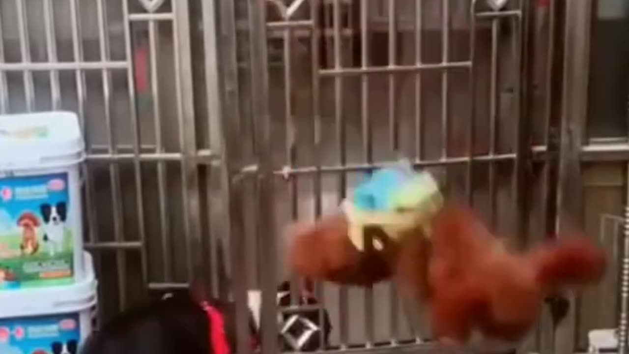 Funny dogs