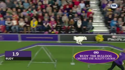 watch 5 of the best WKC dog show moments to celebrate national Puppy day