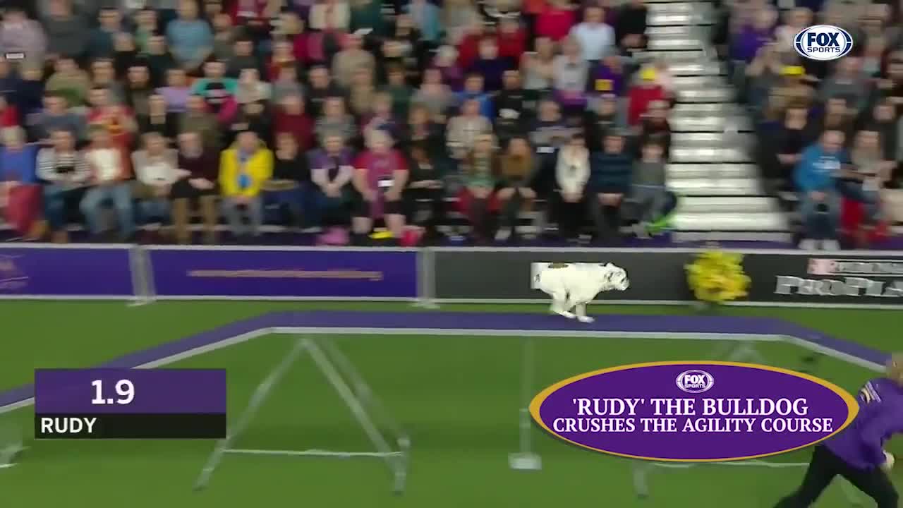 watch 5 of the best WKC dog show moments to celebrate national Puppy day