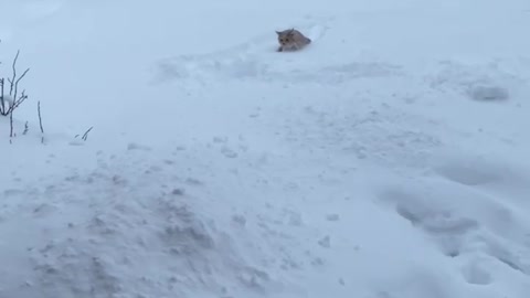 Cat Isn't a Fan of First Snow