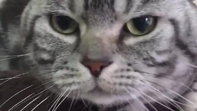 Shorts funny kitten videos complition #1 #shorts