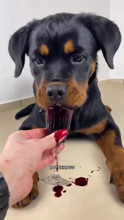 Ultimate Baby Dogs - Cute and Funny Dog Videos Compilation #Shorts