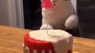 Cat got skills!