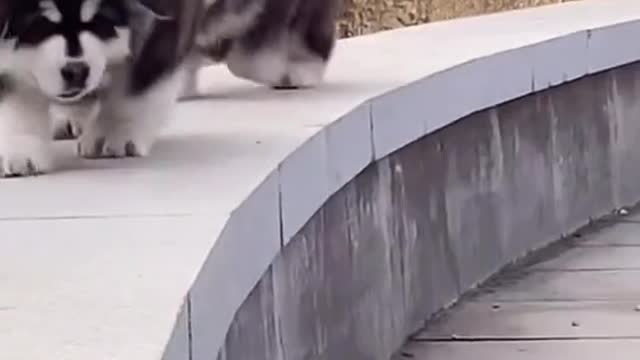 Three Cute Doggy in funny walking moments