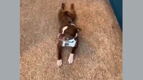 Funny dogs and cats from TikTok