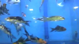 Small poecilia fish in the store's aquarium, it swim very fast [Nature & Animals]