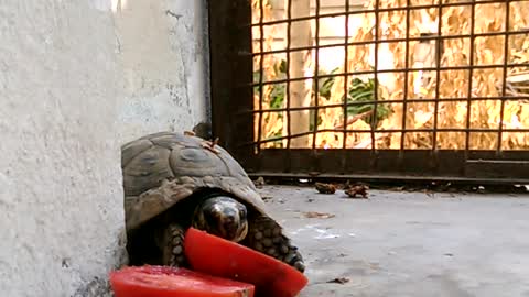 Turtle eating a tomato