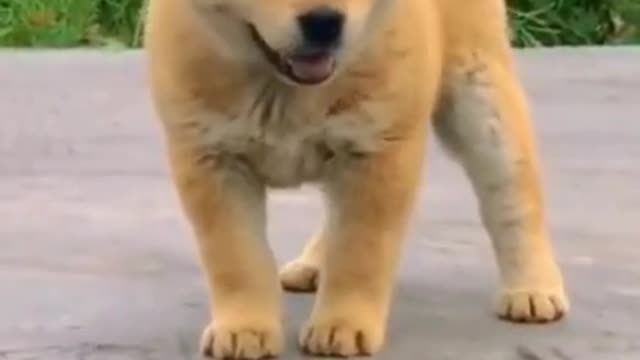 Cute and funny dog video's !Aww animal's #47