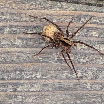 Beautiful spider on a wooden board / A beautiful arachnid in nature.