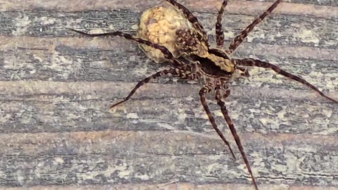 Beautiful spider on a wooden board / A beautiful arachnid in nature.