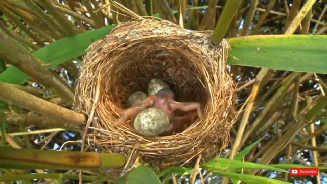 Bird hatching and brooding (HD)