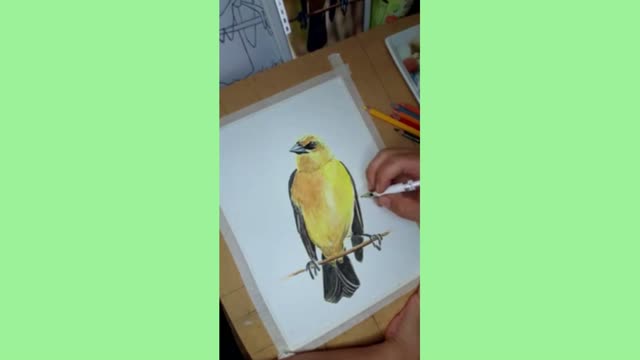 XANTHOPSAR FLAVUS O TORDO AMARILLO / URUFAUNA